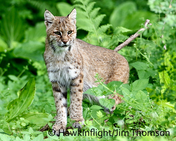 Bobcat