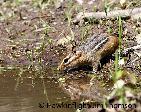 Eastern Chipmunk