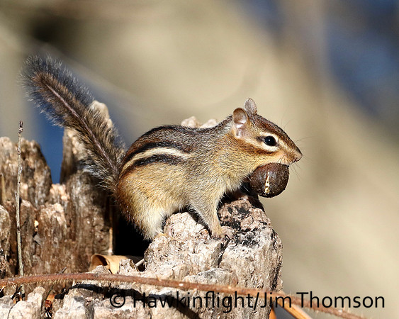 Eastern Chipmunk