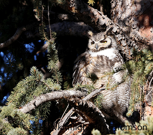 Great Horned Owl