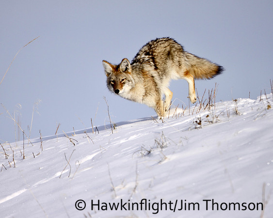 Coyote