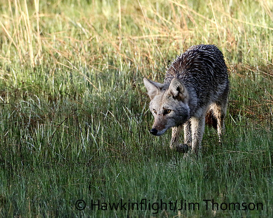 Coyote