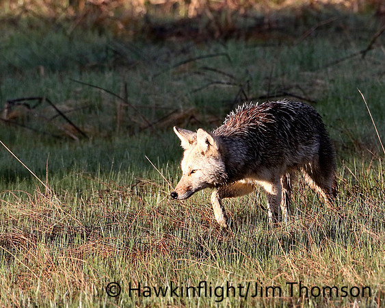 Coyote