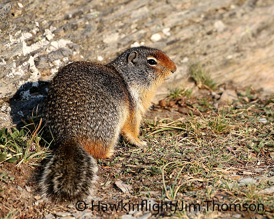 Columbia Ground Squirrel