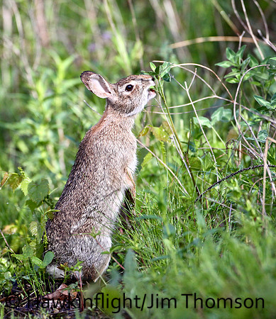 Eastern Cottontail