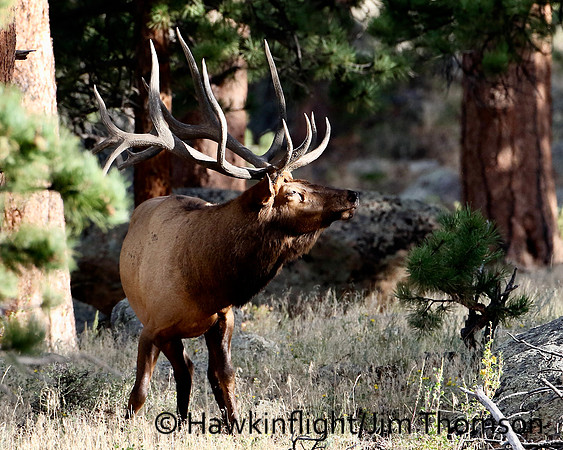 Elk