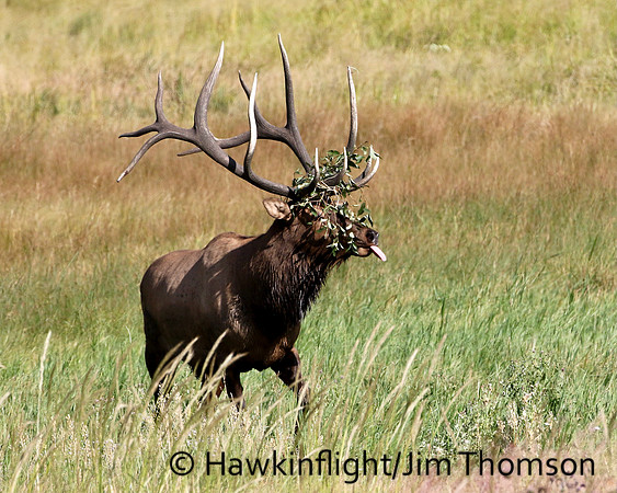 Elk