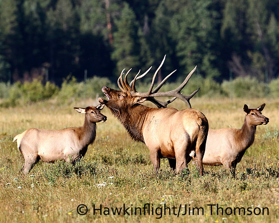 Elk