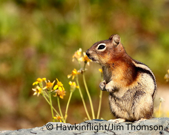 Golden Mantled Ground Squirrel