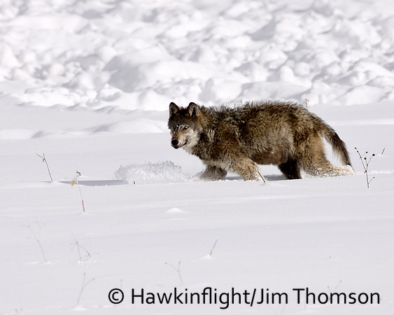 Grey Wolf