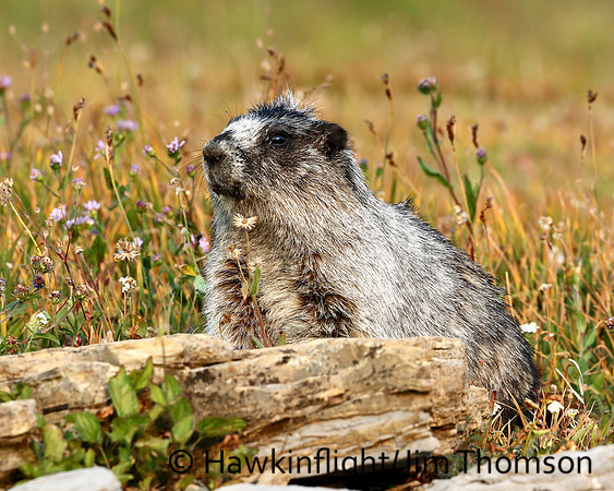 Hoary Marmot