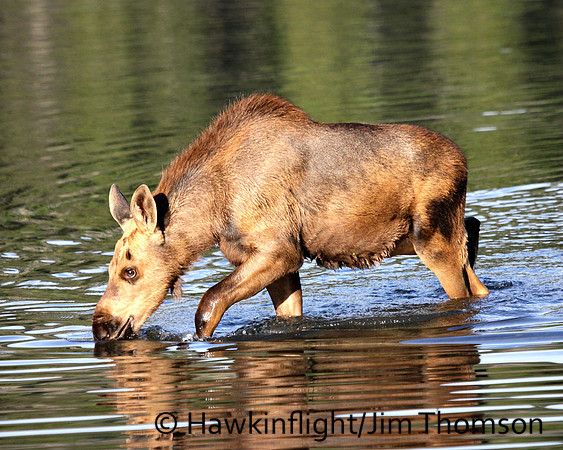 Moose