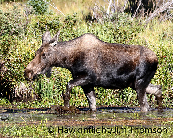 Moose