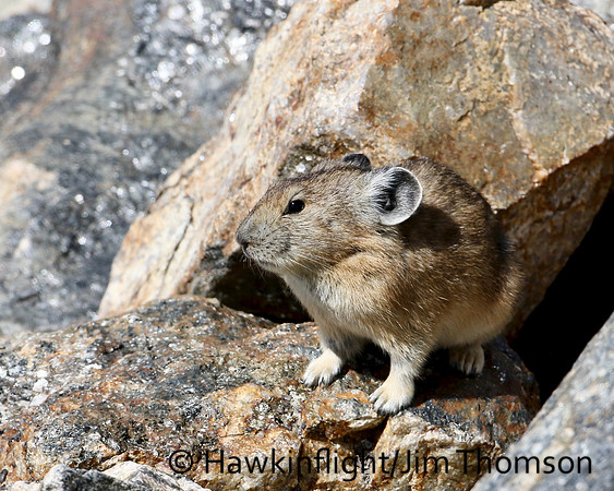 American Pika