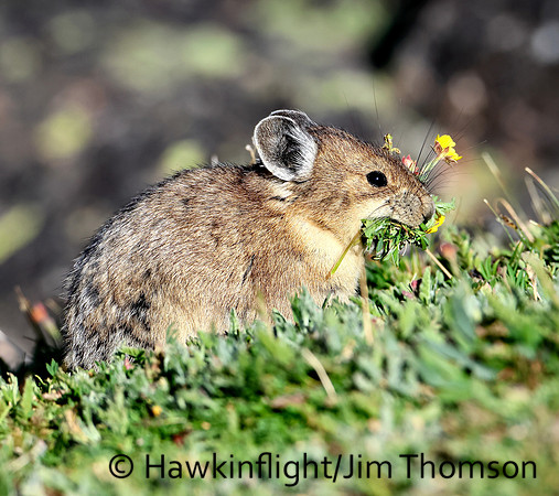 American Pika