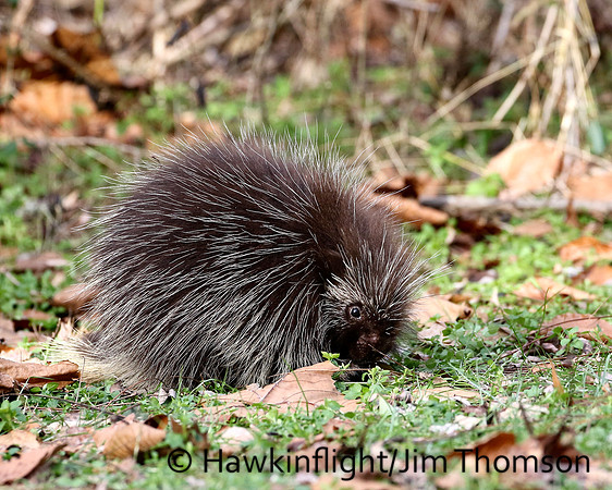 Porcupine