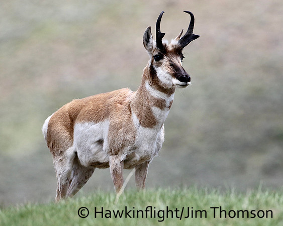 Pronghorn
