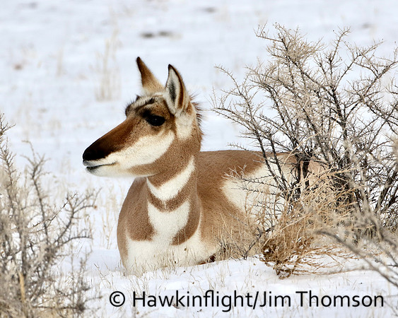 Pronghorn