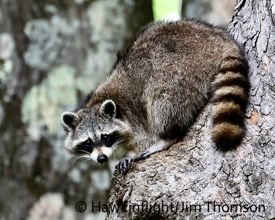 Raccoon