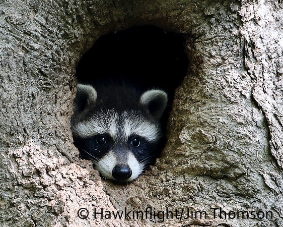 Raccoon
