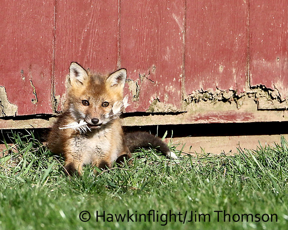 Red Fox