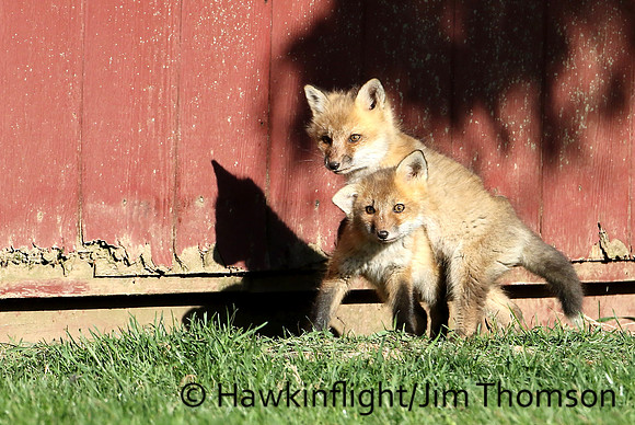 Red Fox