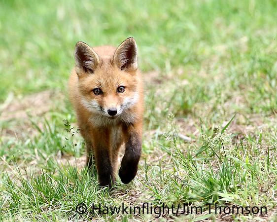 Red Fox