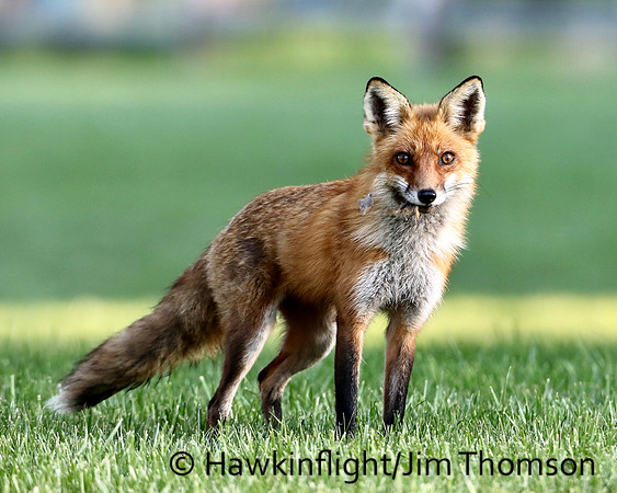 Red Fox