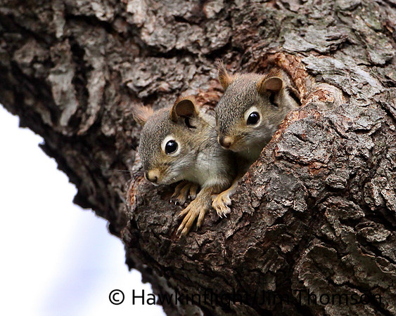 Red Squirrel