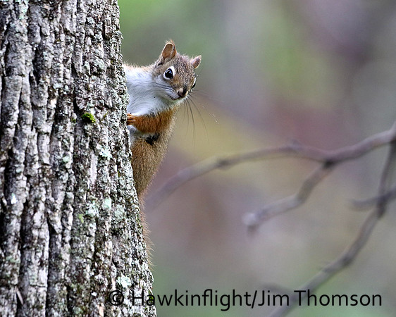 Red Squirrel