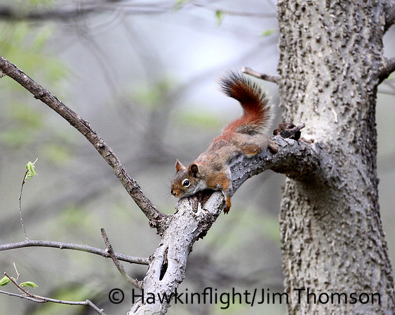 Red Squirrel