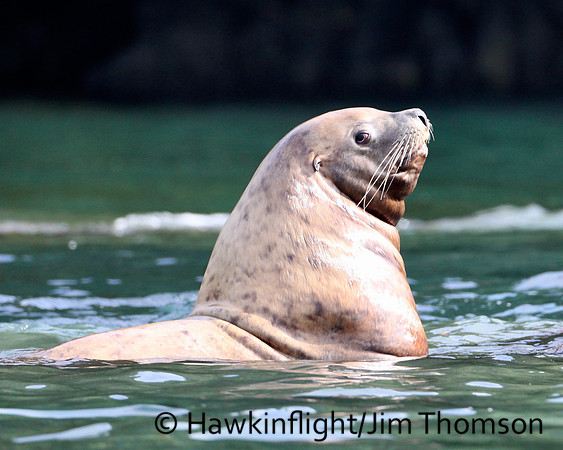 Stellers Sea Lion