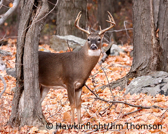 Whitetail Deer