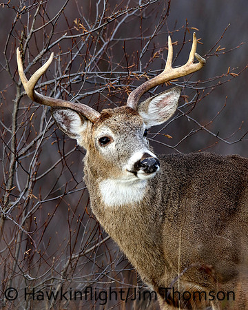 Whitetail Deer