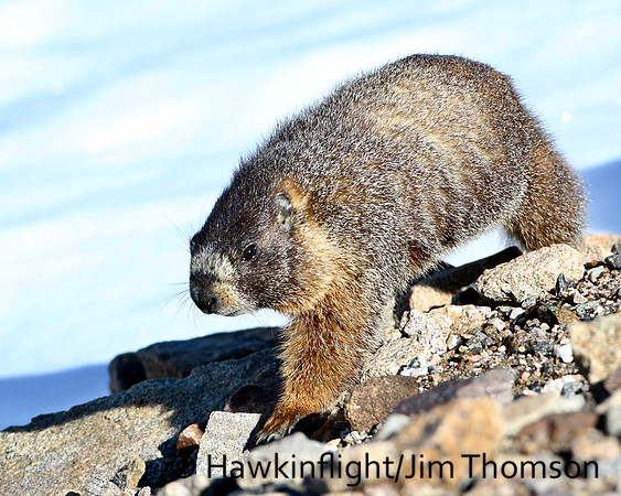 Yellow Bellied Marmot