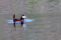 Ruddy Duck