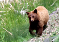 Black Bear