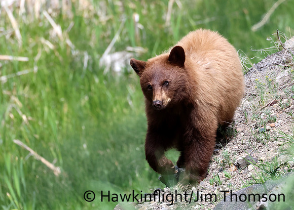 Black Bear