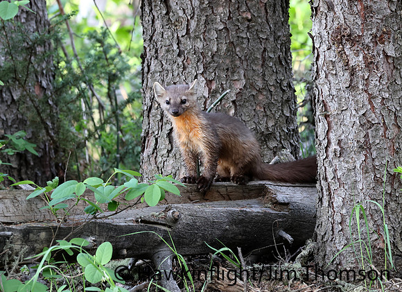 Pine Marten