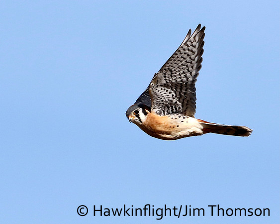 American Kestrel
