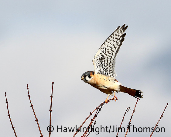 American Kestrel