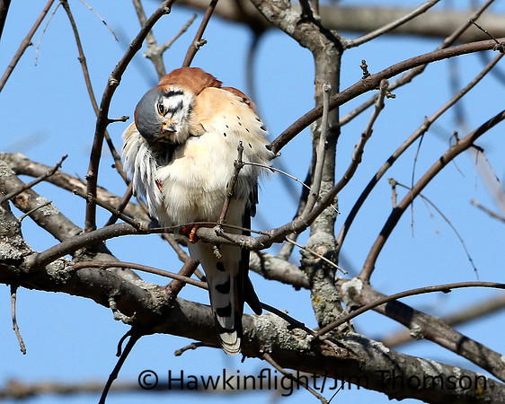 American Kestrel