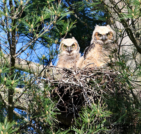 Great Horned Owl