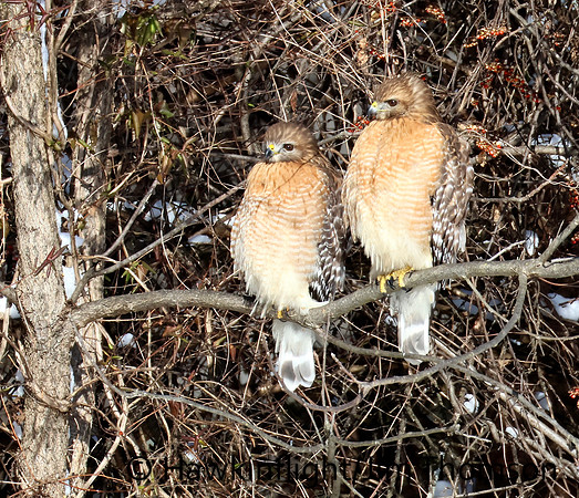 Red-shouldered Hawk