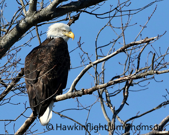 Bald Eagle