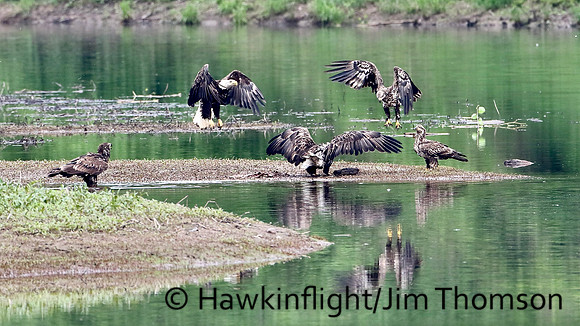 Bald Eagle