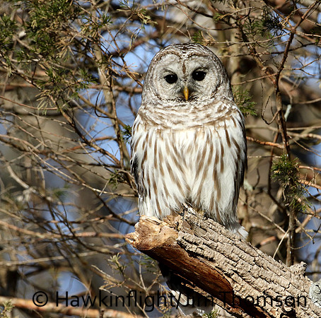 Barred Owl