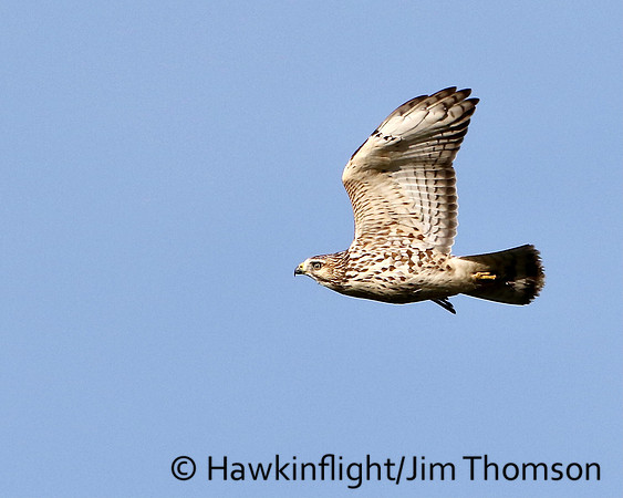 Broadwing Hawk