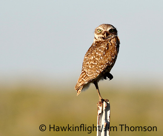 Burrowing Owl