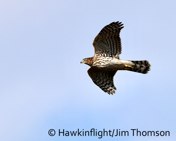 Coopers Hawk